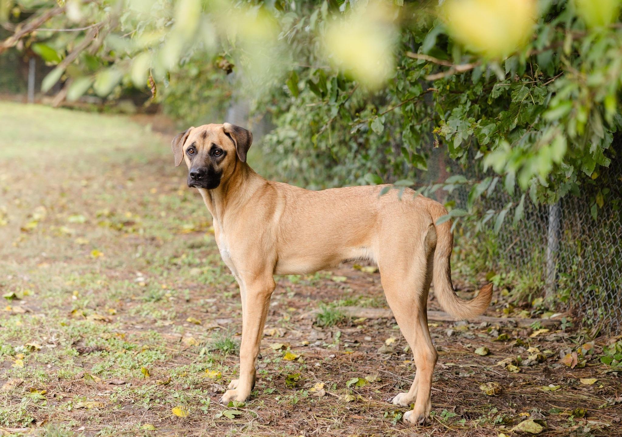 Enlarge Lulu, a Adoptable mixed breed in Newburgh, IN image 1/1