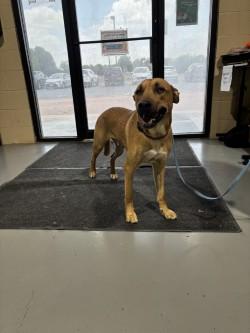 Enlarge Joseph, a Adoptable Shepherd in Harlingen, TX image 1/1