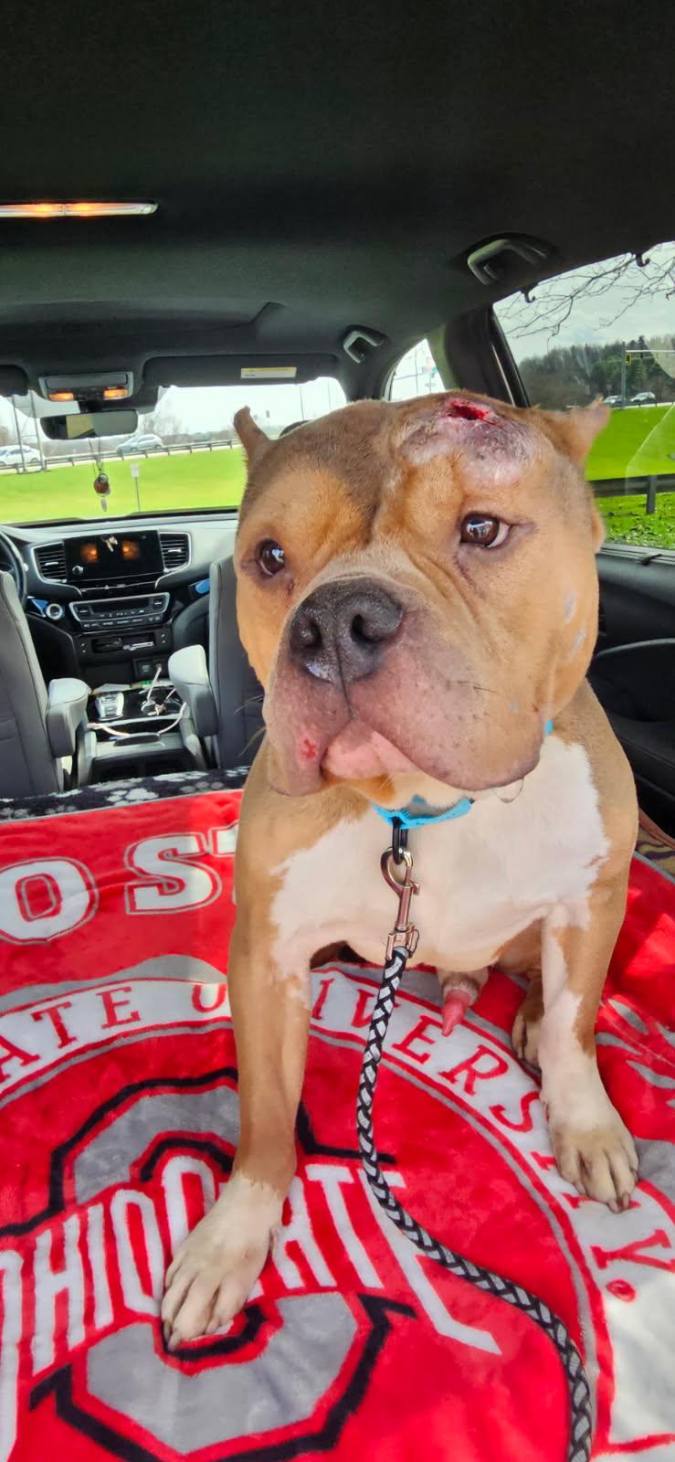 Enlarge Maddox, an adopted mixed breed in Fredericksburg, VA image 4/4