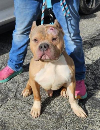 Enlarge Maddox, an adopted mixed breed in Fredericksburg, VA image 2/4