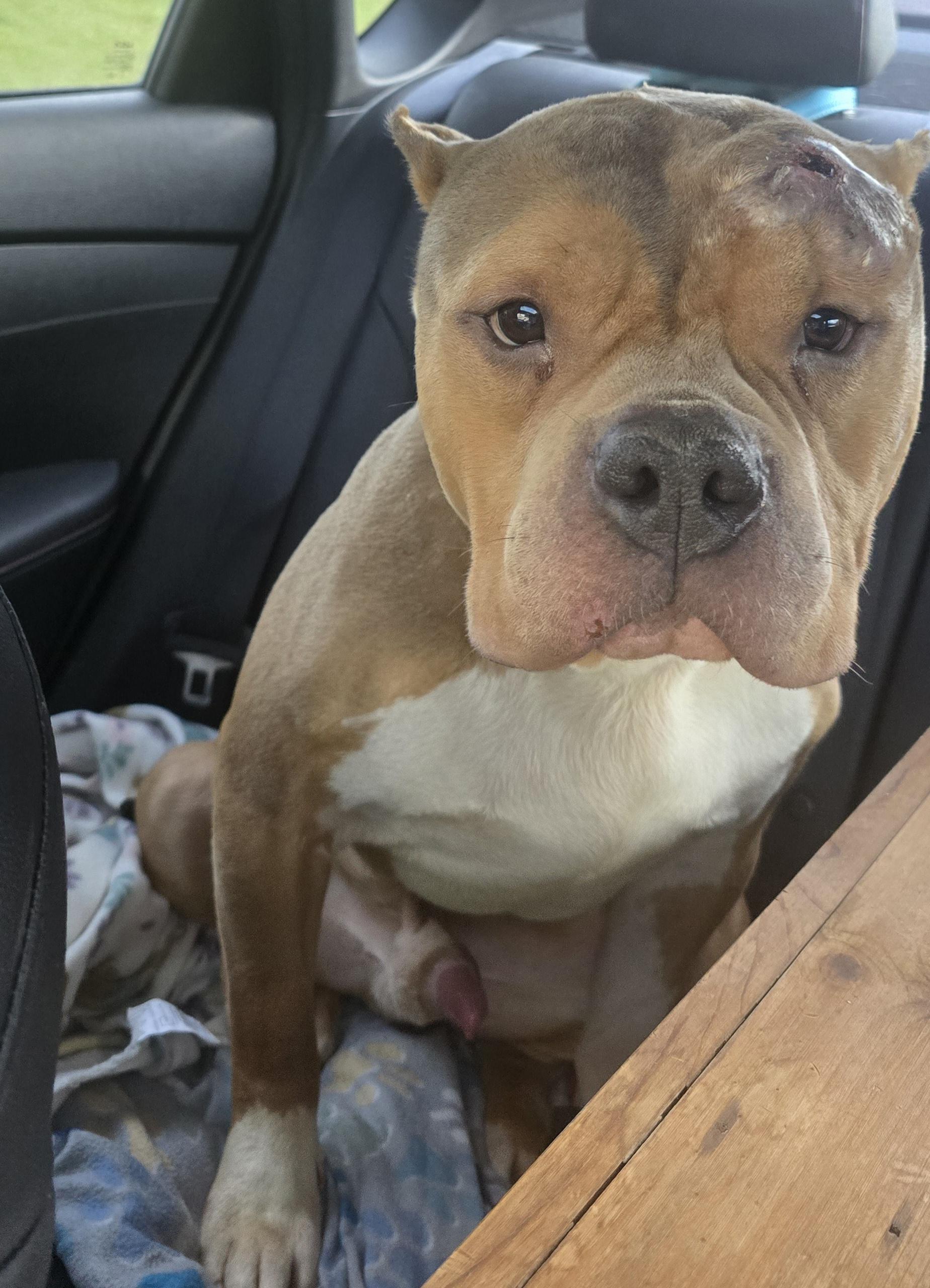 Enlarge Maddox, an adopted mixed breed in Fredericksburg, VA image 3/4