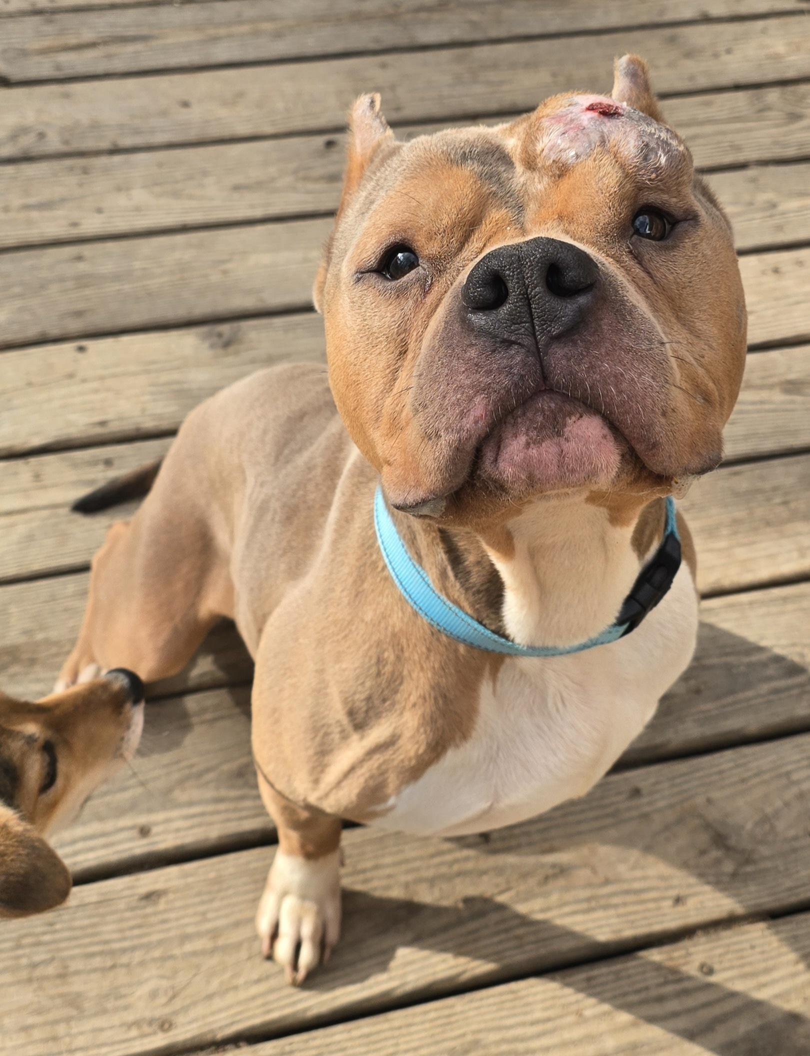 Enlarge Maddox, an adopted mixed breed in Fredericksburg, VA image 1/4