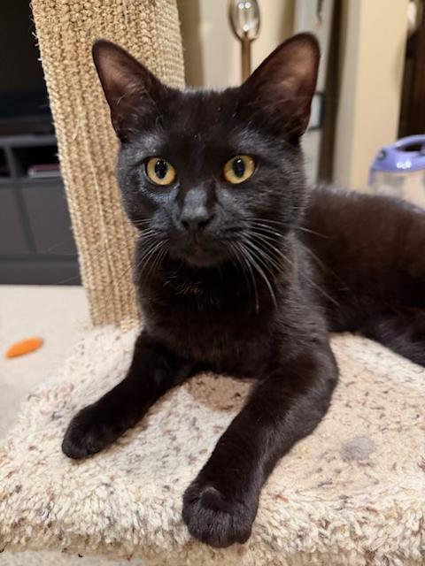 Enlarge Venus - People Lover and Full of Personality, an adopted Domestic Short Hair in Bristow, VA image 3/3