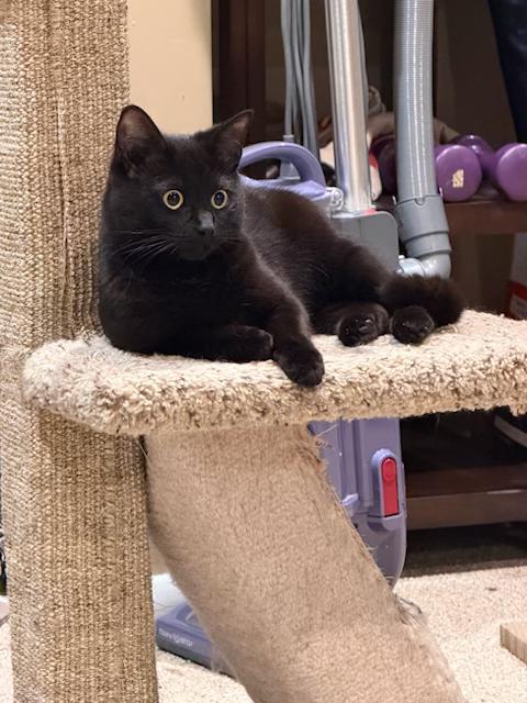 Enlarge Venus - People Lover and Full of Personality, an adopted Domestic Short Hair in Bristow, VA image 2/3