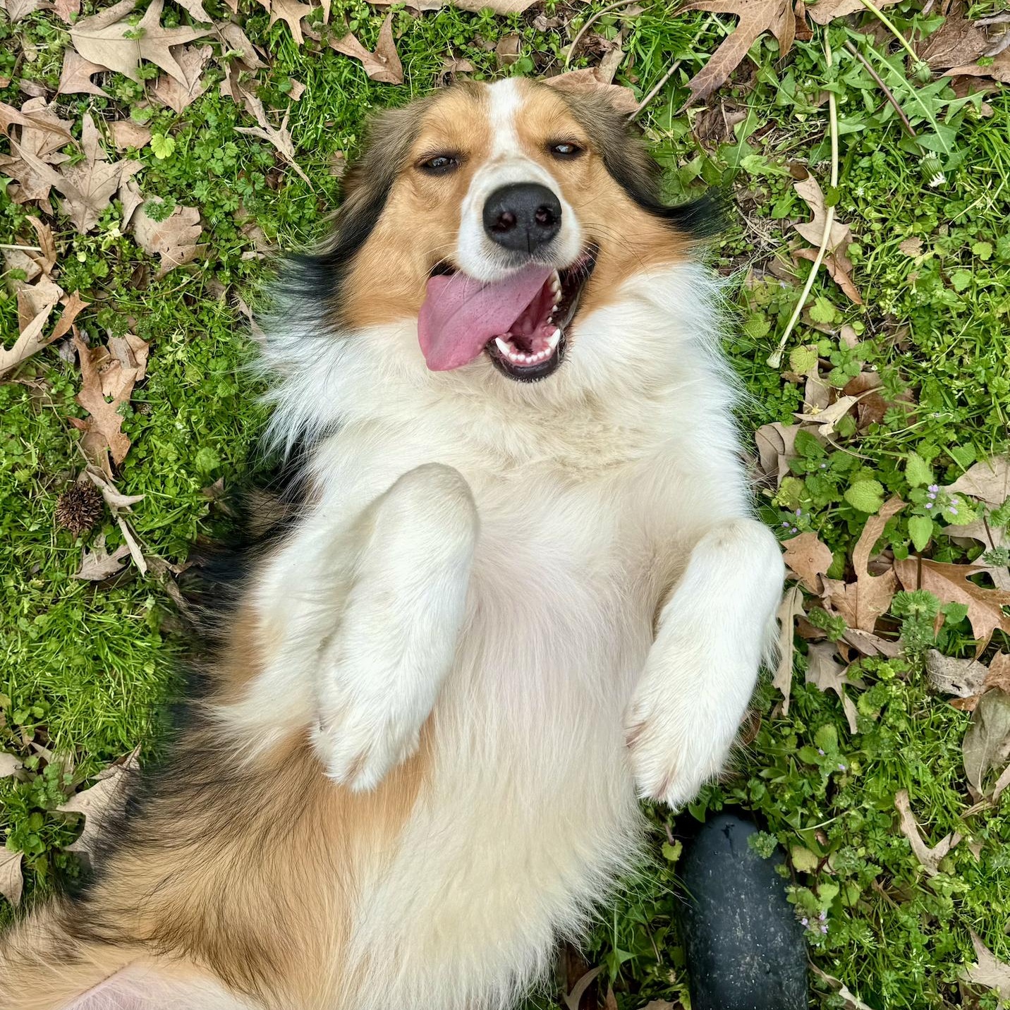 Daisy, ADOPTABLE, Adult • Female, English Shepherd & Australian Shepherd.