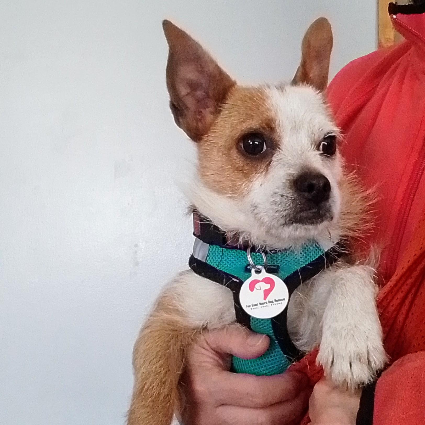 Copper, a Adoptable mixed breed in Olympia, WA image 3/6