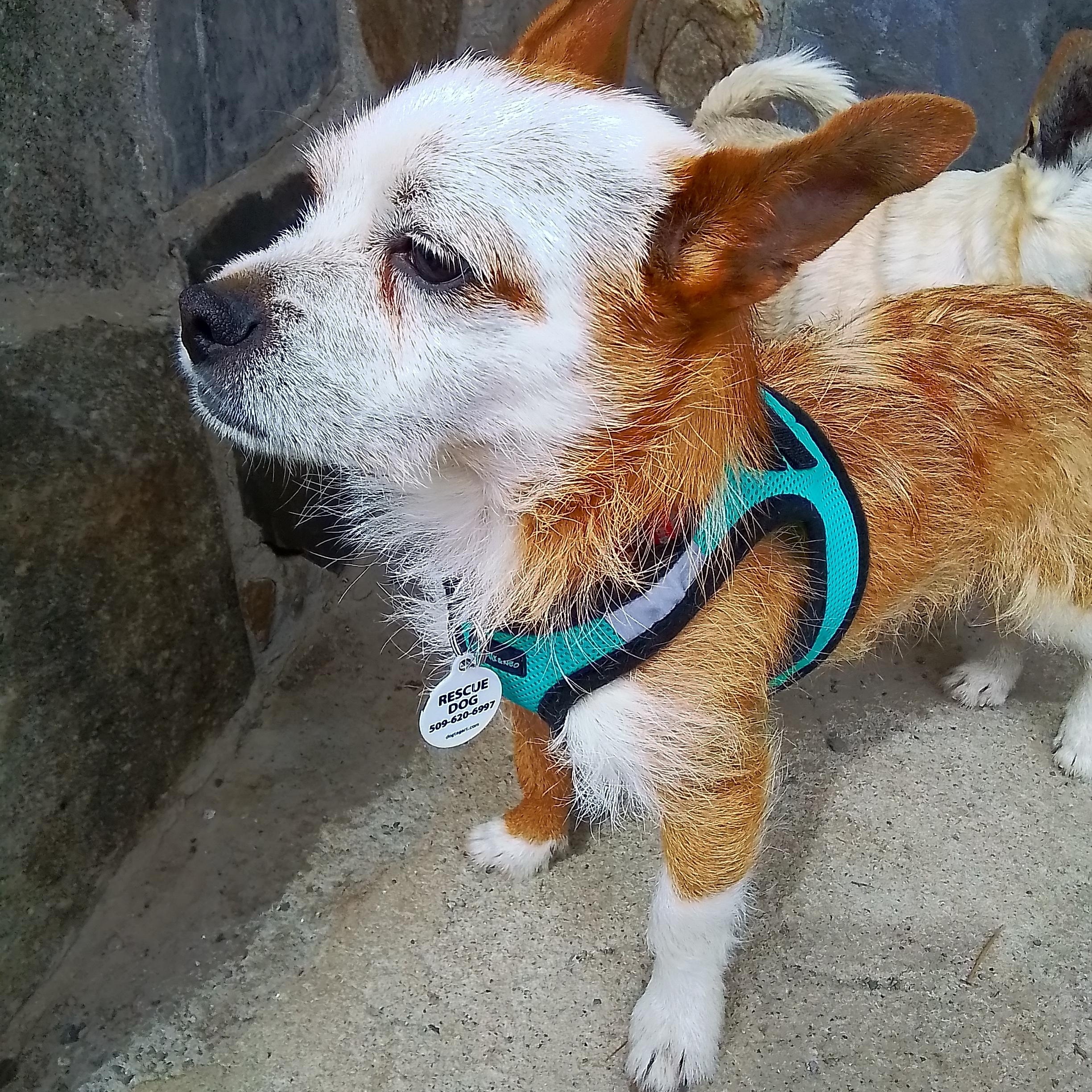 Copper, a Adoptable mixed breed in Olympia, WA image 5/6