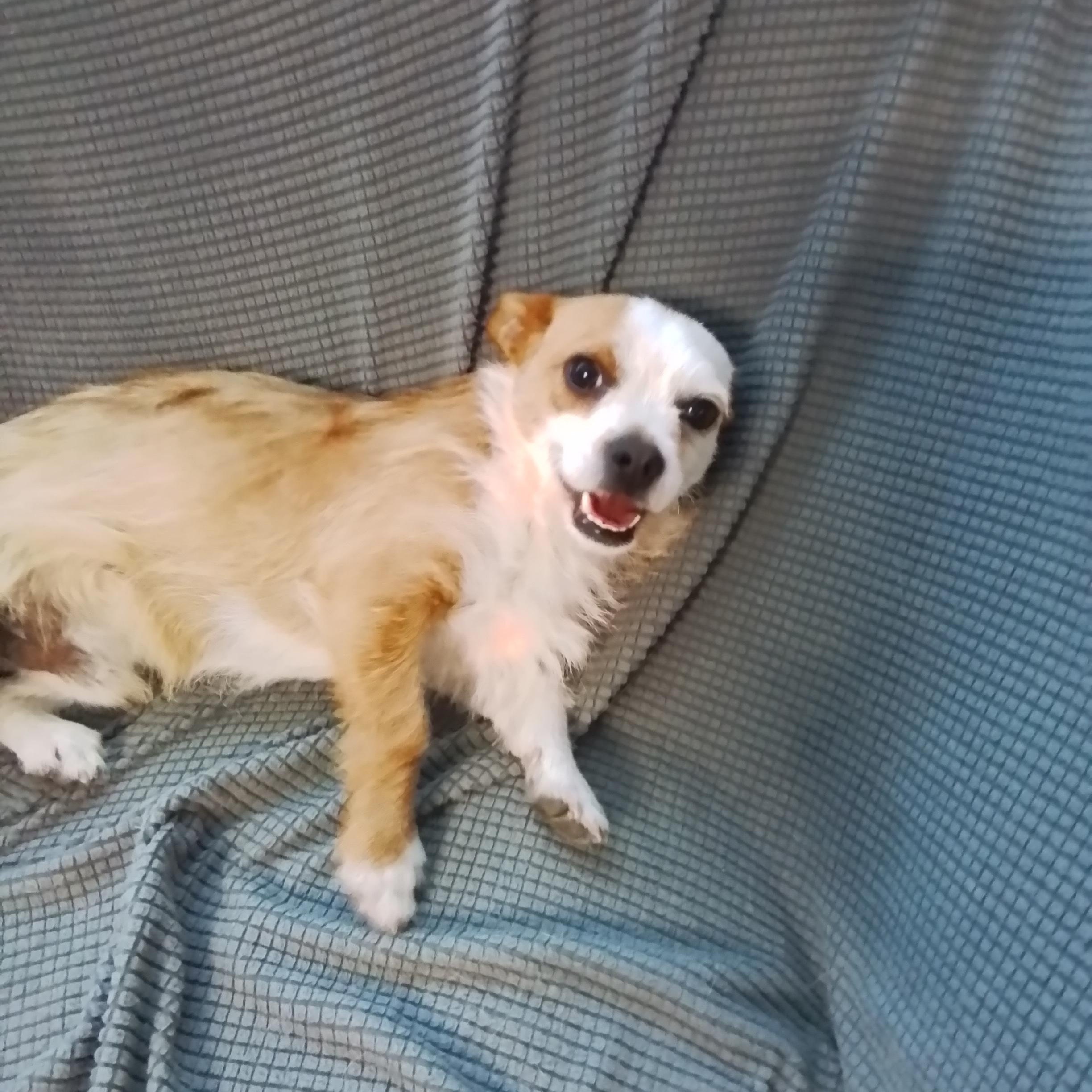 Copper, Adoptable, Young Male Jack Russell Terrier & Chihuahua.