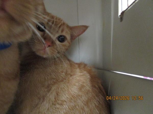 Enlarge (694), a Adoptable mixed breed in Marietta, GA image 1/1