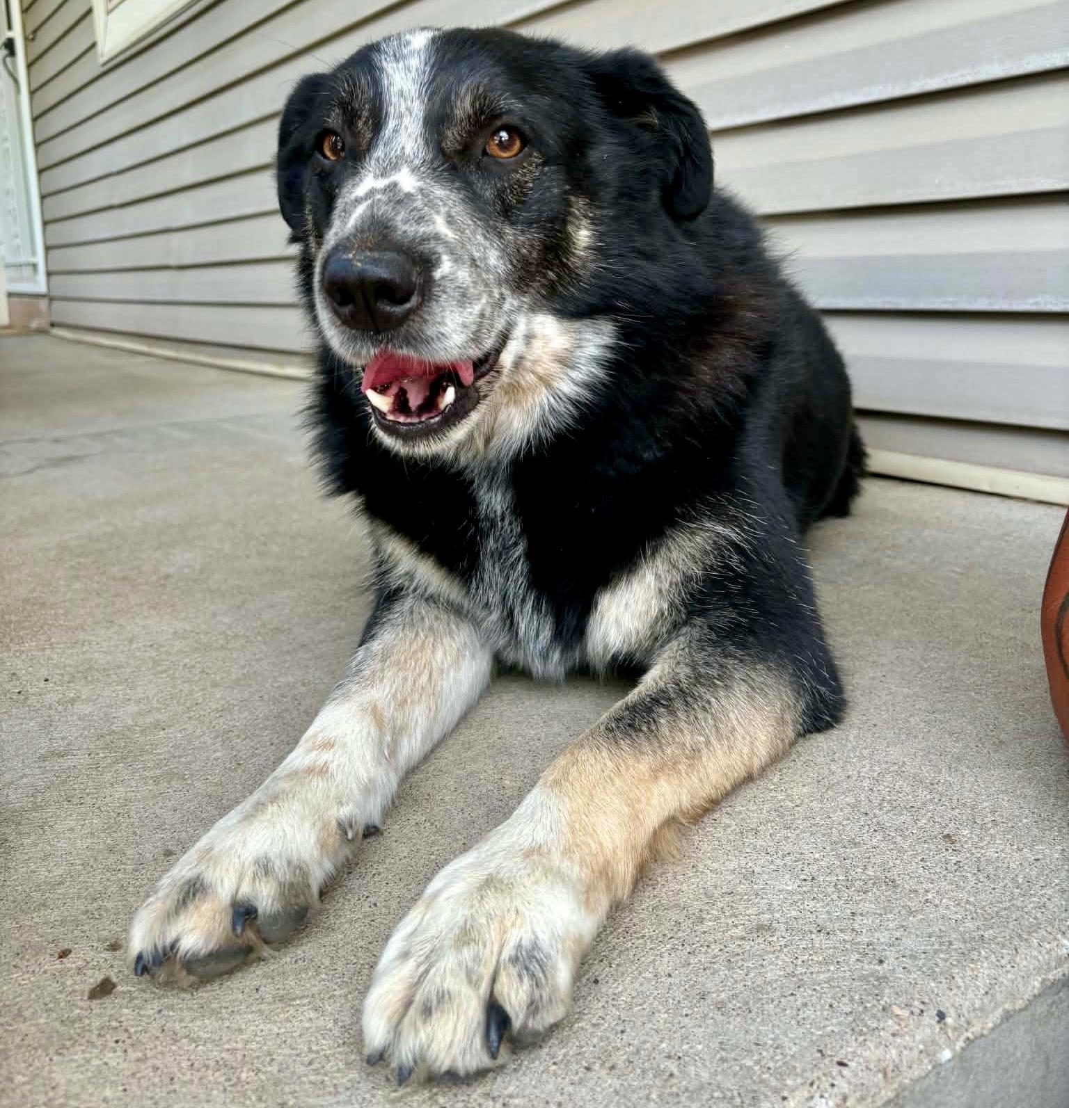 Enlarge Chevy, a Adoptable mixed breed in Pocatello, ID image 1/5