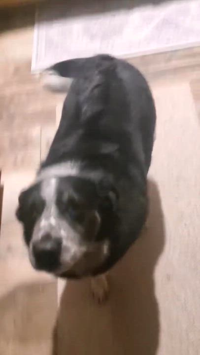 Enlarge Chevy, a Adoptable mixed breed in Pocatello, ID video 4/5