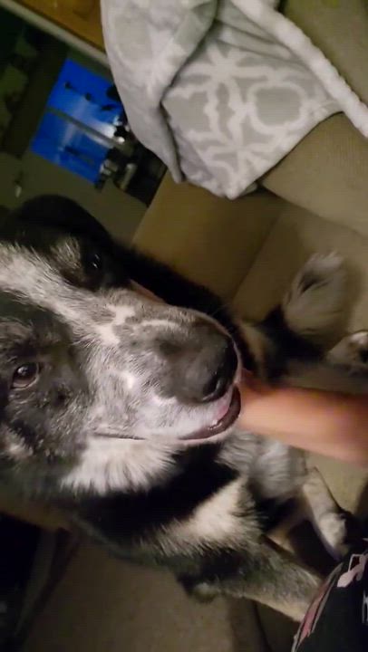 Enlarge Chevy, a Adoptable mixed breed in Pocatello, ID video 5/5