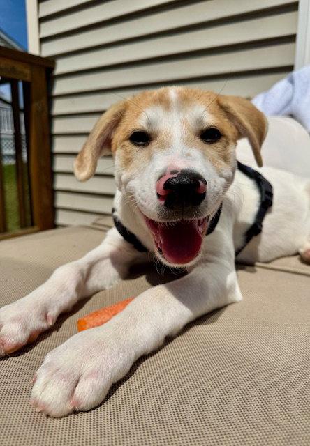 Thor, Adopted, Puppy Male Labrador Retriever.