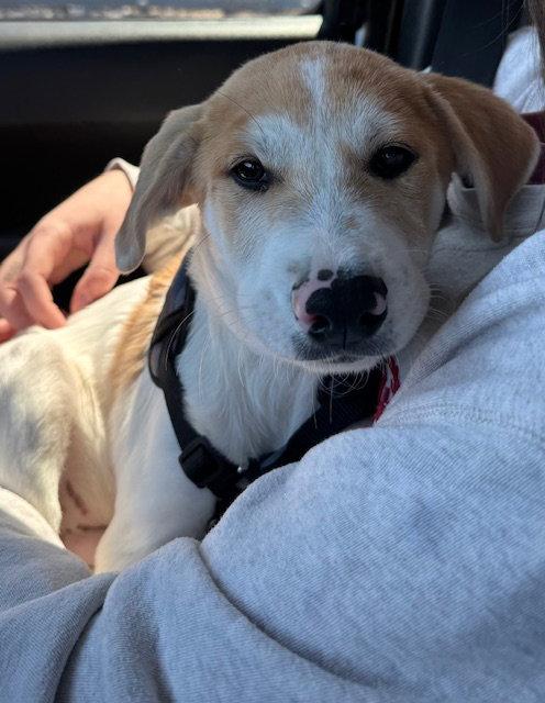 Enlarge Thor, a Adopted Labrador Retriever in Lake Hopatcong, NJ image 2/3