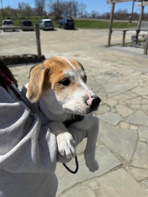 Enlarge Thor, a Adopted Labrador Retriever in Lake Hopatcong, NJ image 3/3