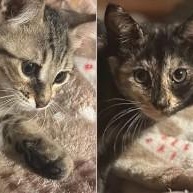 Enlarge Shirley and Dora, a Adoptable Domestic Short Hair in Duette, FL image 1/3