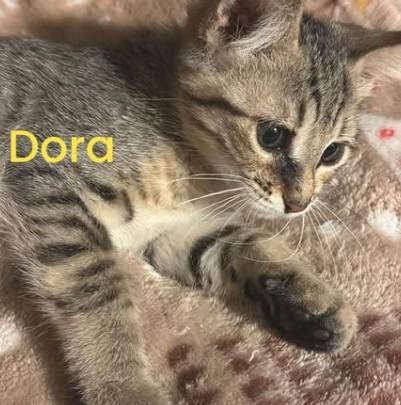 Enlarge Shirley and Dora, a Adoptable Domestic Short Hair in Duette, FL image 2/3