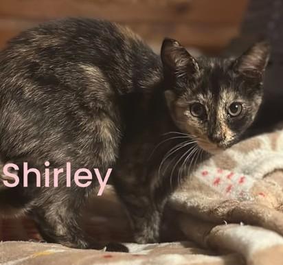 Enlarge Shirley and Dora, a Adoptable Domestic Short Hair in Duette, FL image 3/3