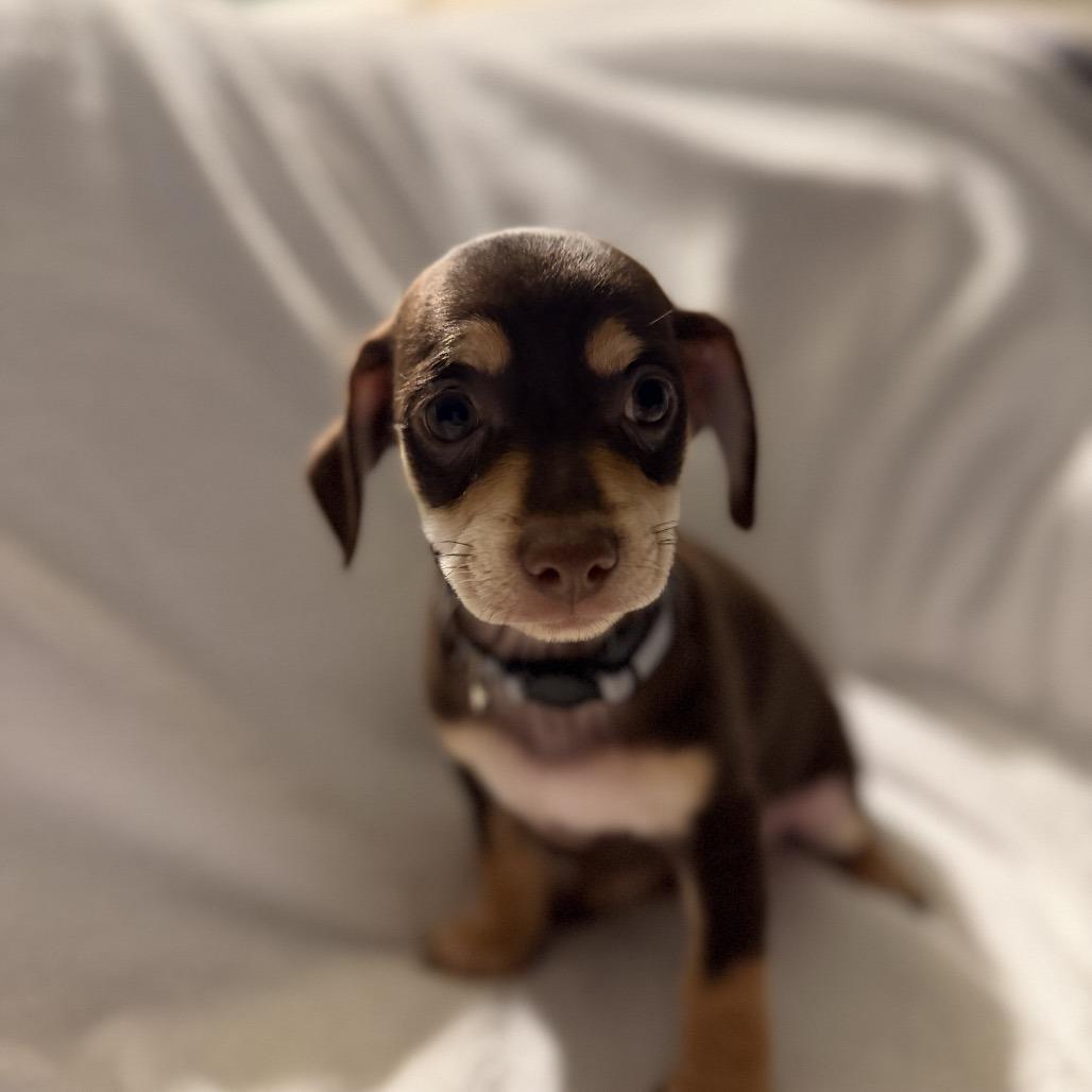 Enlarge Dizzy Top, a Adoptable mixed breed in Sacramento, CA image 1/6