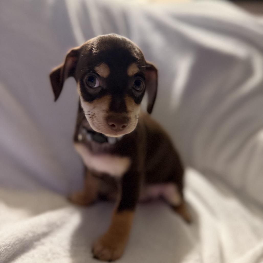 Enlarge Dizzy Top, a Adoptable mixed breed in Sacramento, CA image 2/6