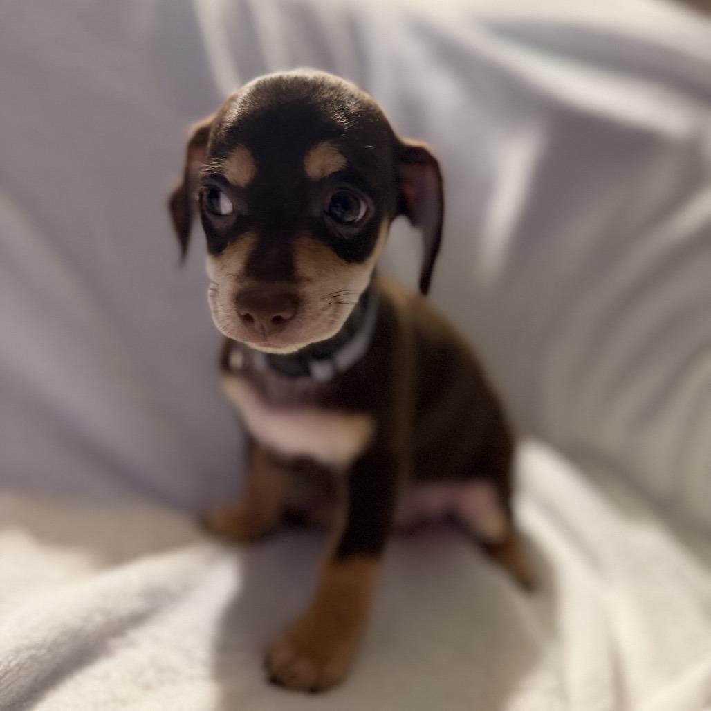 Enlarge Dizzy Top, a Adoptable mixed breed in Sacramento, CA image 3/6