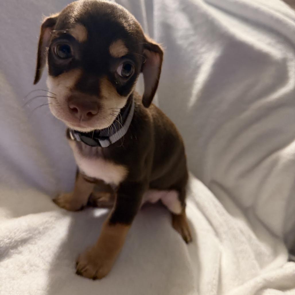 Enlarge Dizzy Top, a Adoptable mixed breed in Sacramento, CA image 6/6