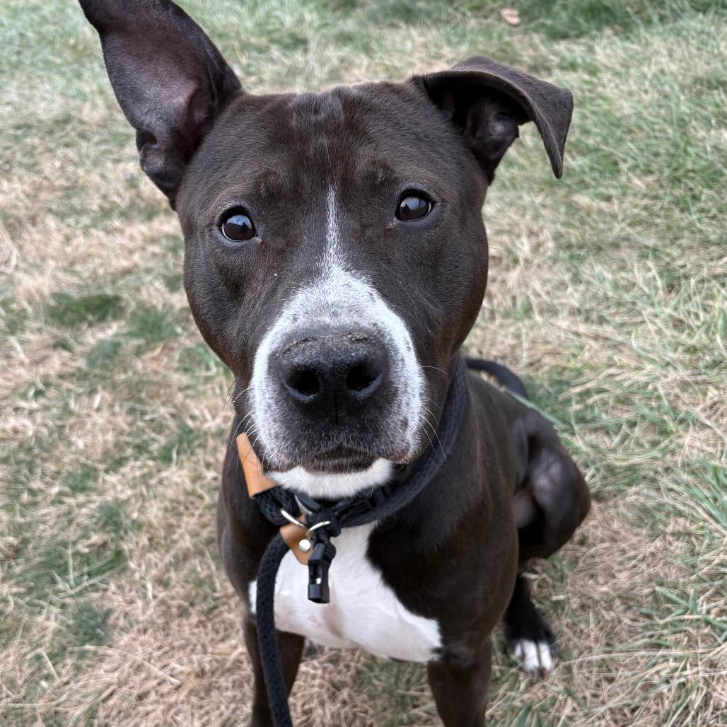 Enlarge Dorian, a Adoptable Pit Bull Terrier in St Joseph, MO image 1/2