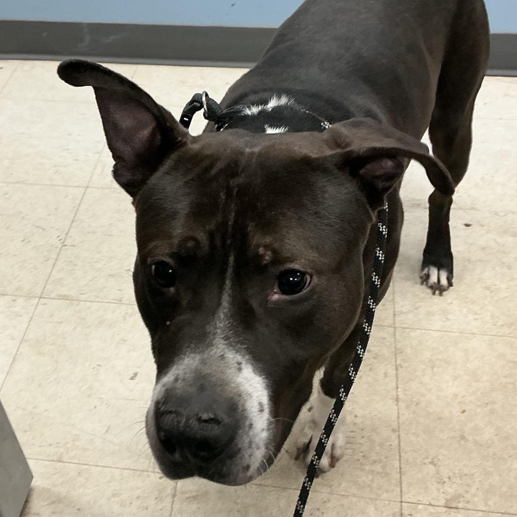 Enlarge Dorian, a Adoptable Pit Bull Terrier in St Joseph, MO image 2/2