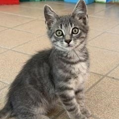 Rorik, ADOPTABLE, Kitten Male Domestic Medium Hair.