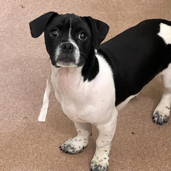 Enlarge Fried Egg, a Adoptable mixed breed in Walnut Creek, CA image 1/1