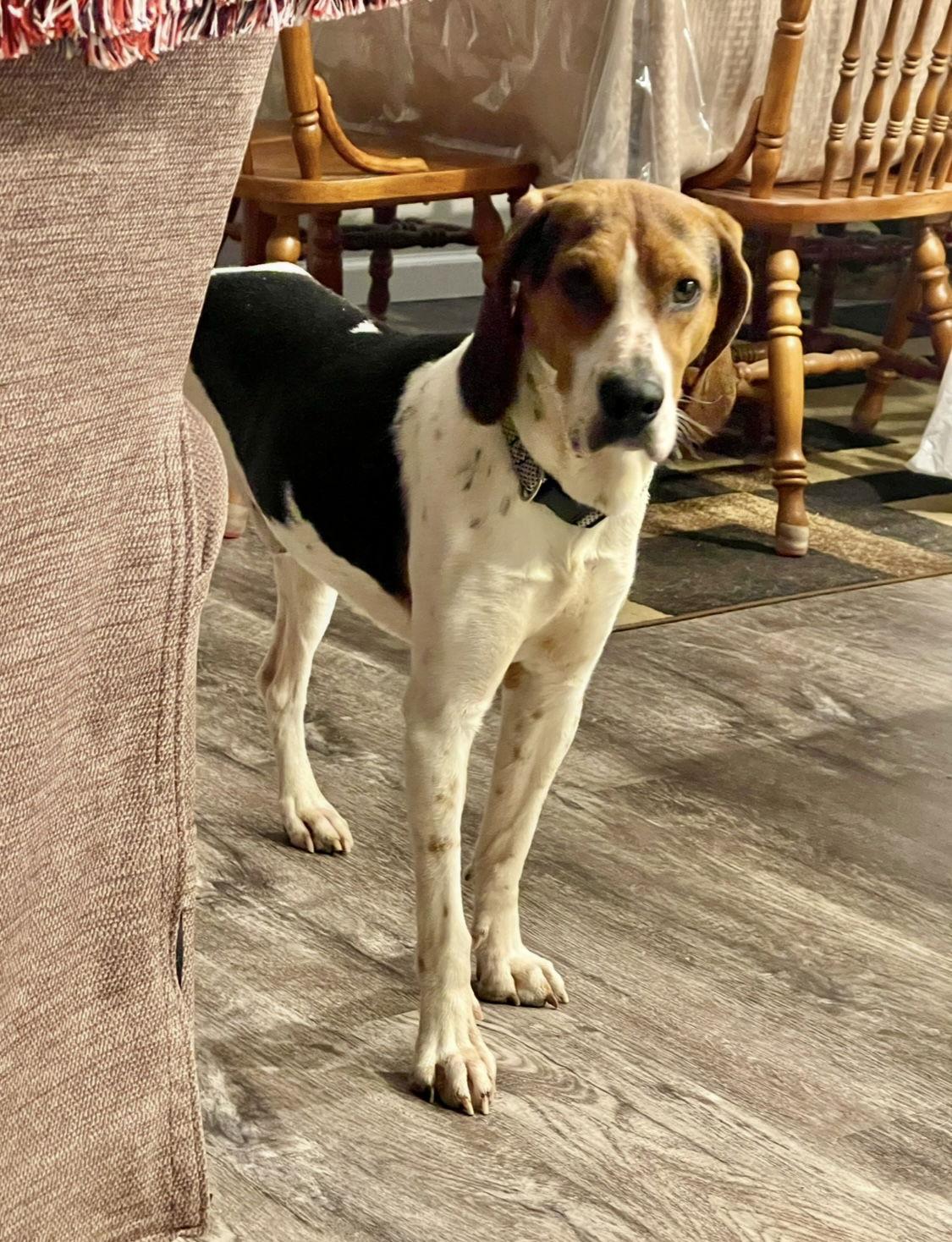 Enlarge Tater-uRGENT, a Adopted Treeing Walker Coonhound in Union, WV image 1/3