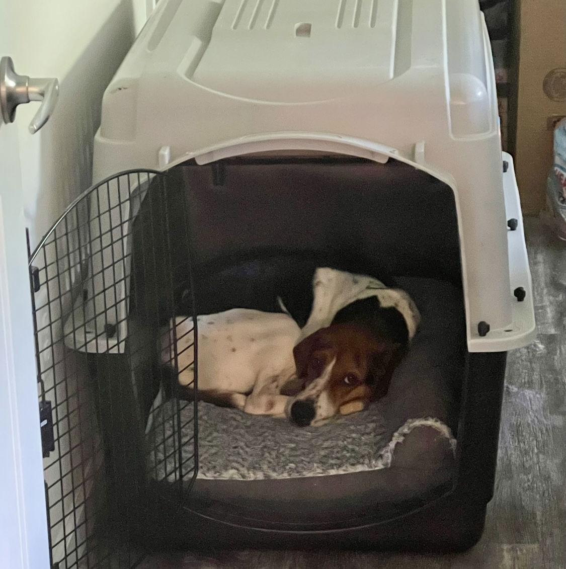 Enlarge Tater-uRGENT, a Adopted Treeing Walker Coonhound in Union, WV image 2/3