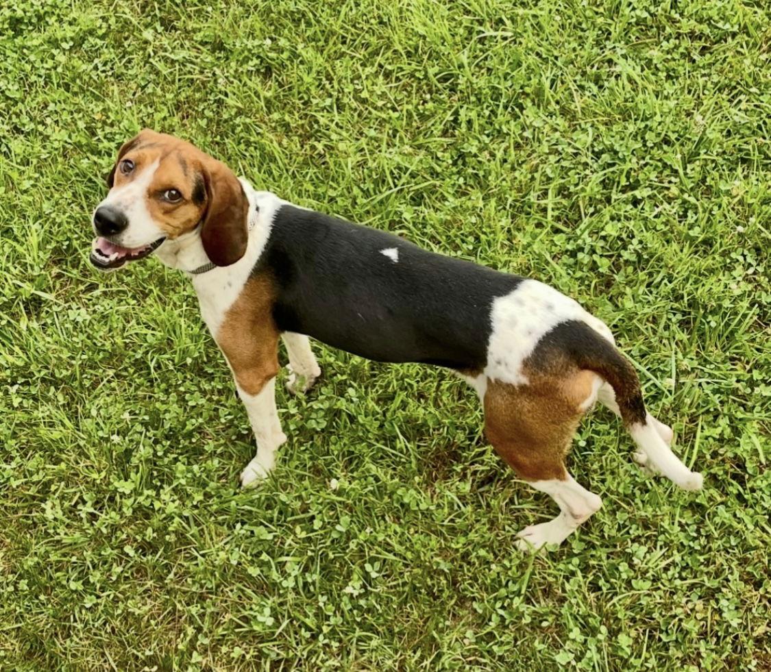 Enlarge Tater-uRGENT, a Adopted Treeing Walker Coonhound in Union, WV image 3/3