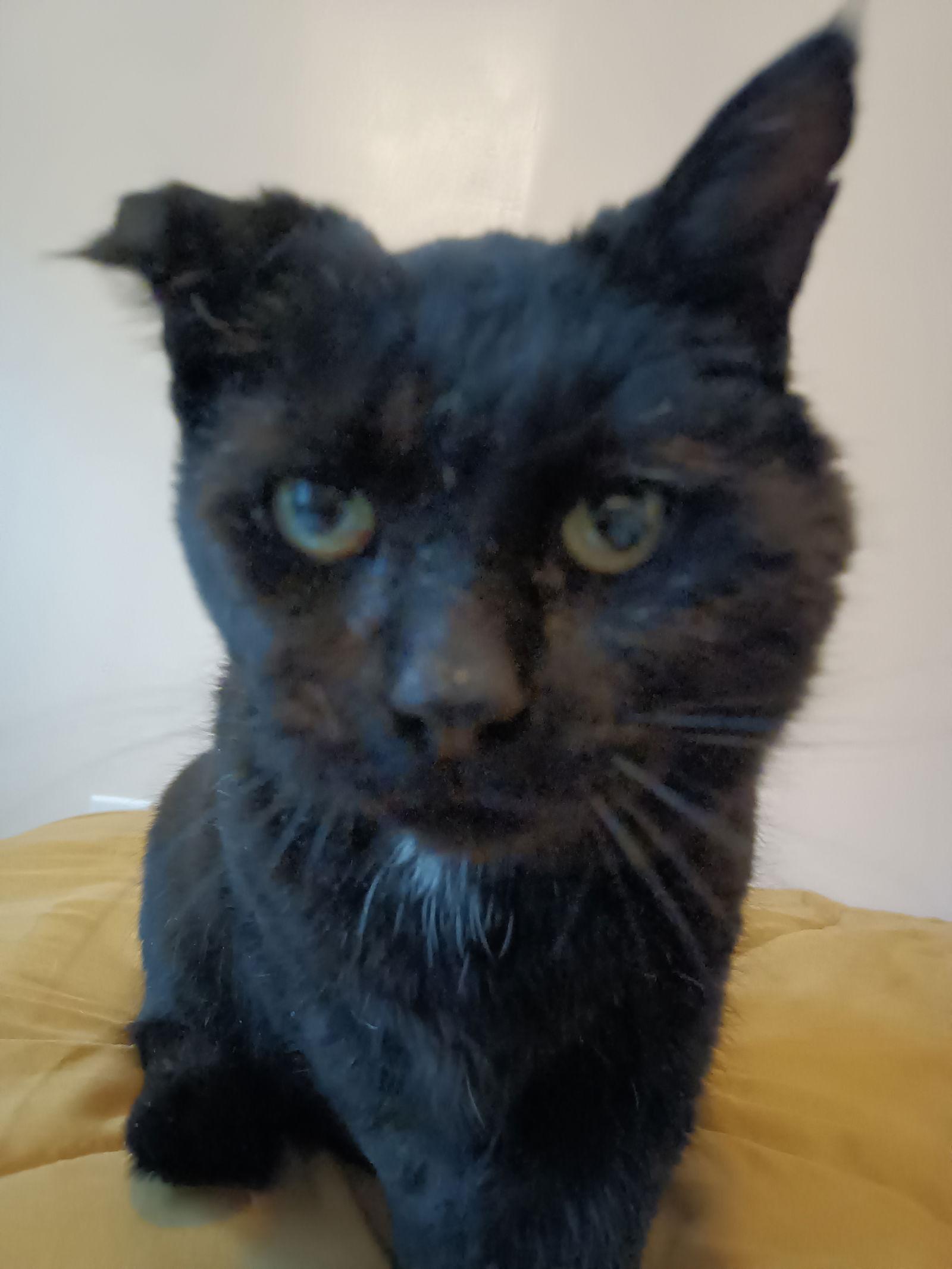 (ACCC Courtesy Post) Kiko (FIV+) — thumbnail 2