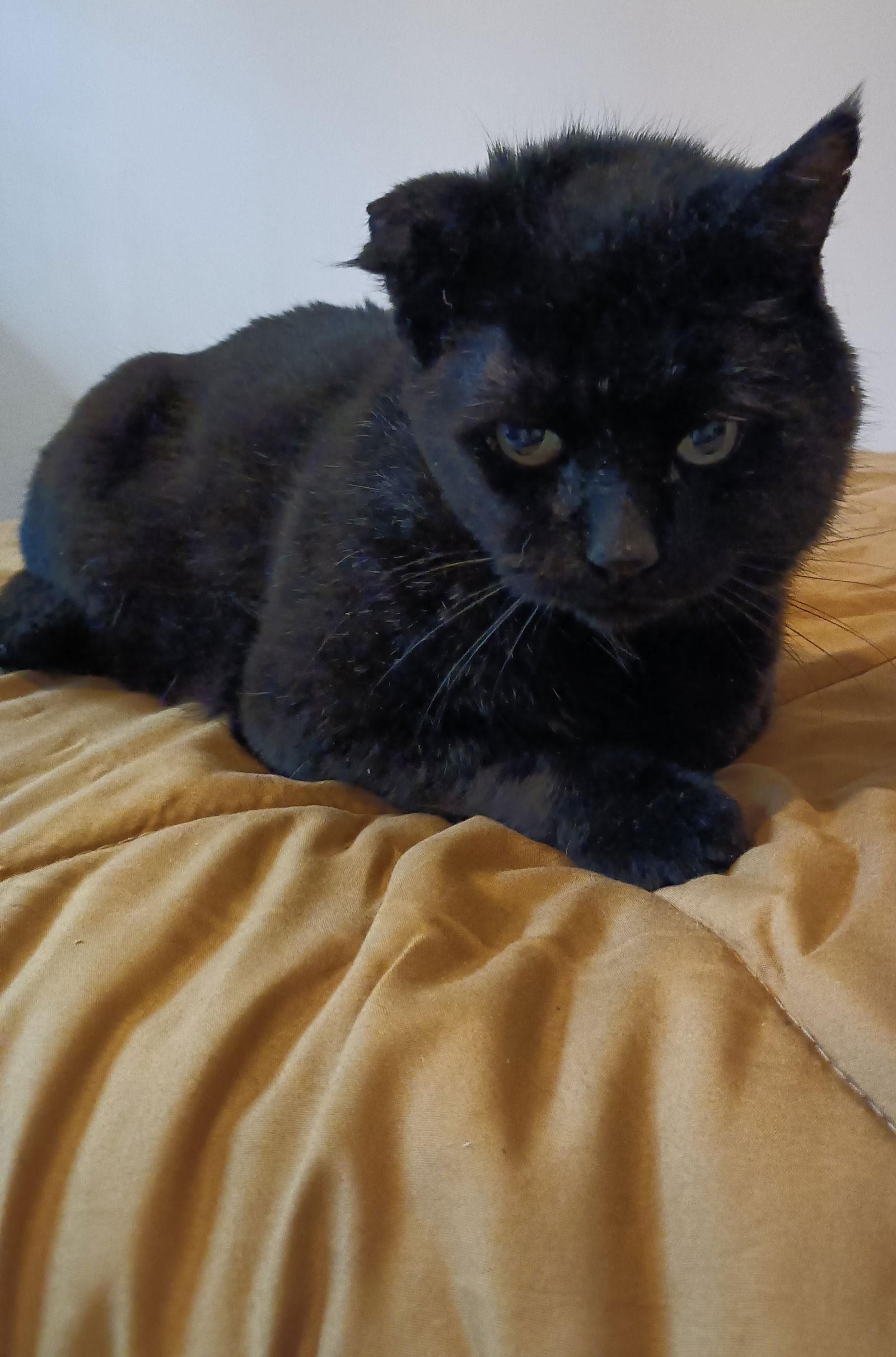 Enlarge (ACCC Courtesy Post) Kiko (FIV+), a Adoptable Domestic Short Hair in Gettysburg, PA image 3/3