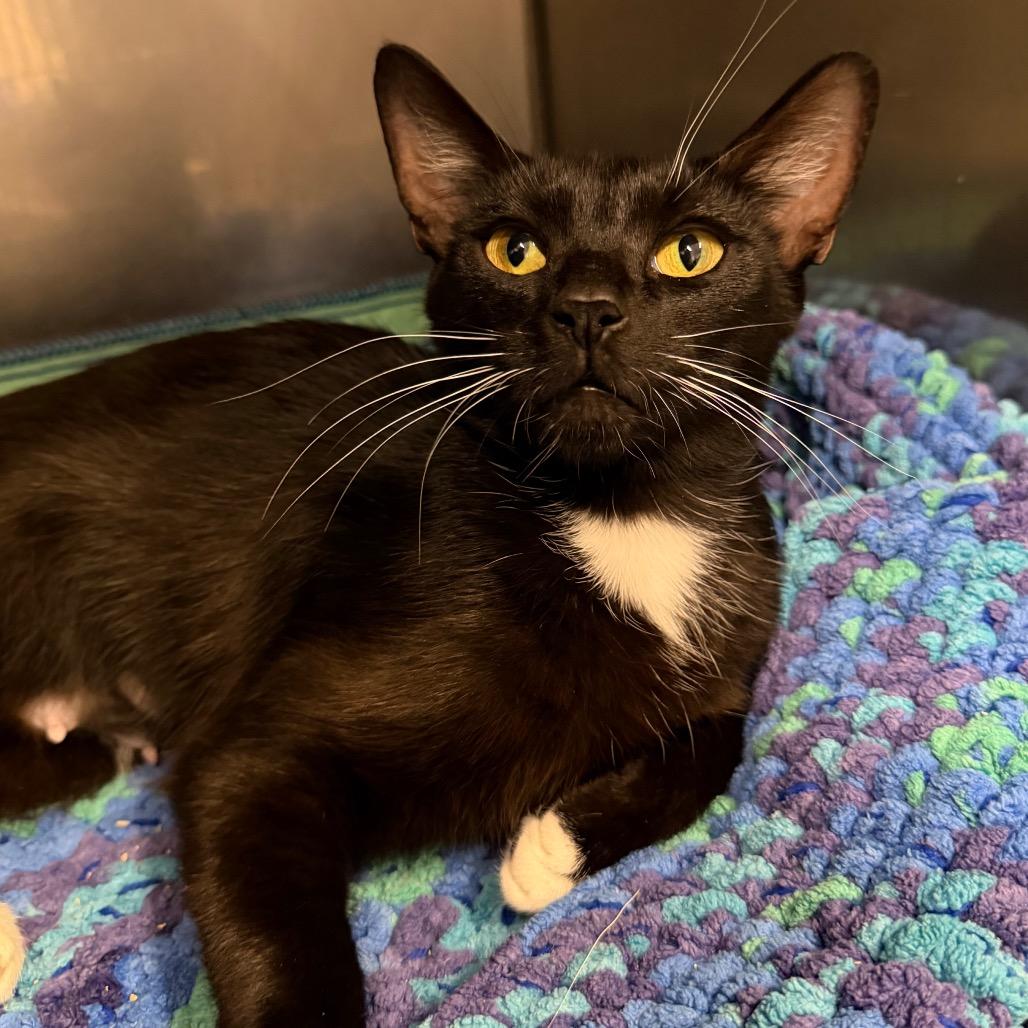 Mittens, Adoptable, Young Female Domestic Short Hair.