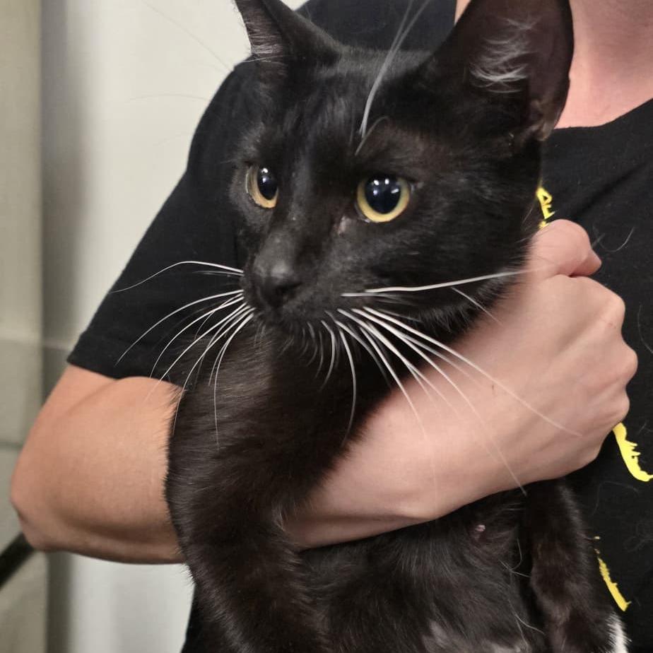 Enlarge Mittens, a Adoptable Domestic Short Hair in Morgan Hill, CA image 2/4