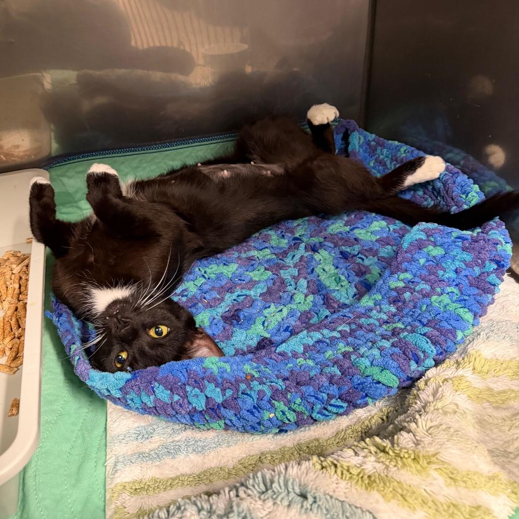 Enlarge Mittens, a Adoptable Domestic Short Hair in Morgan Hill, CA image 3/4