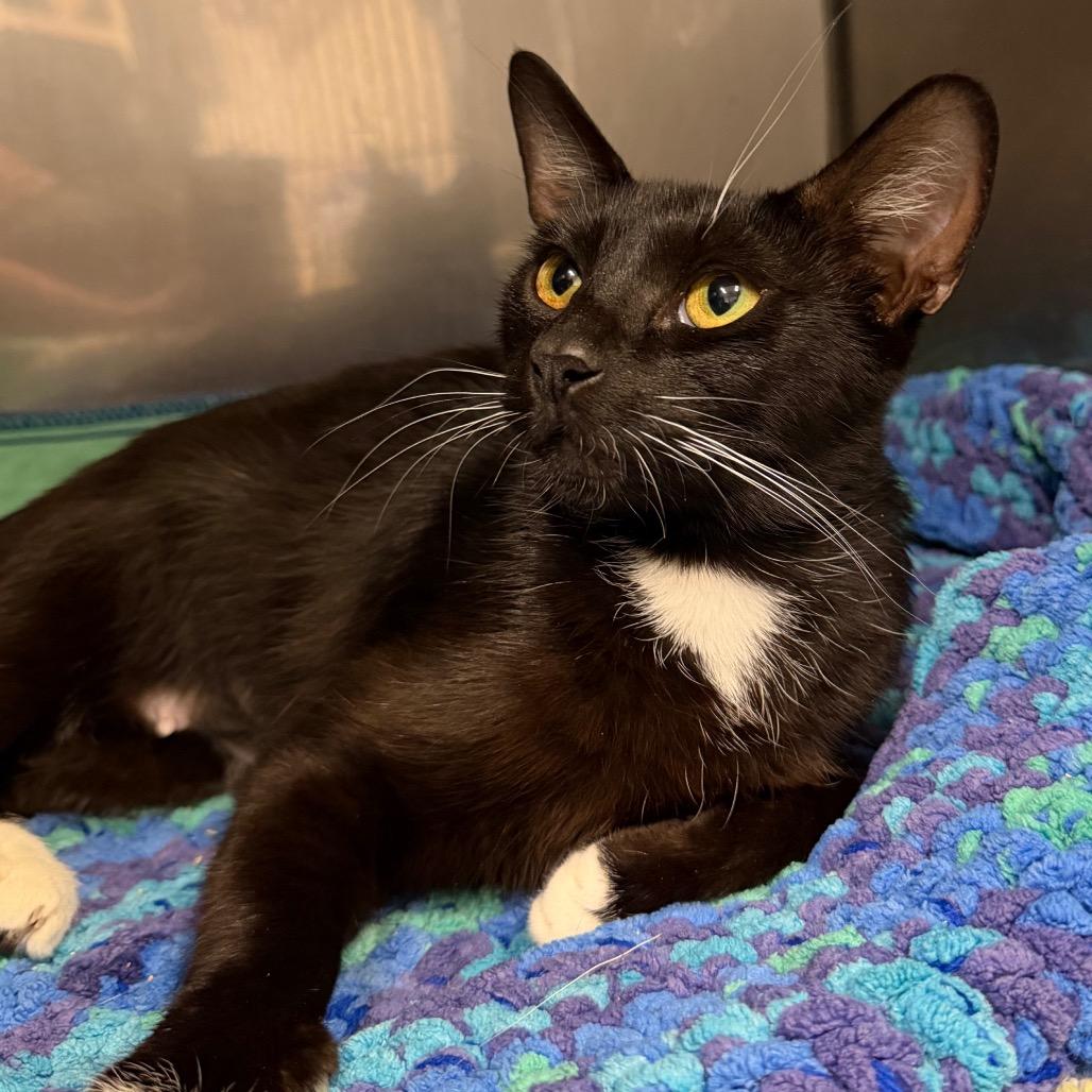 Enlarge Mittens, a Adoptable Domestic Short Hair in Morgan Hill, CA image 4/4