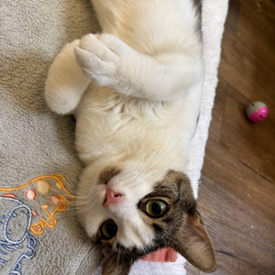 Willy, a Adoptable Domestic Short Hair in Westhampton, NY image 6/6