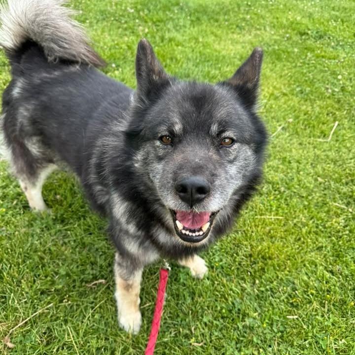 BlackJack, Adoptable, Senior Male Norwegian Elkhound & Husky.