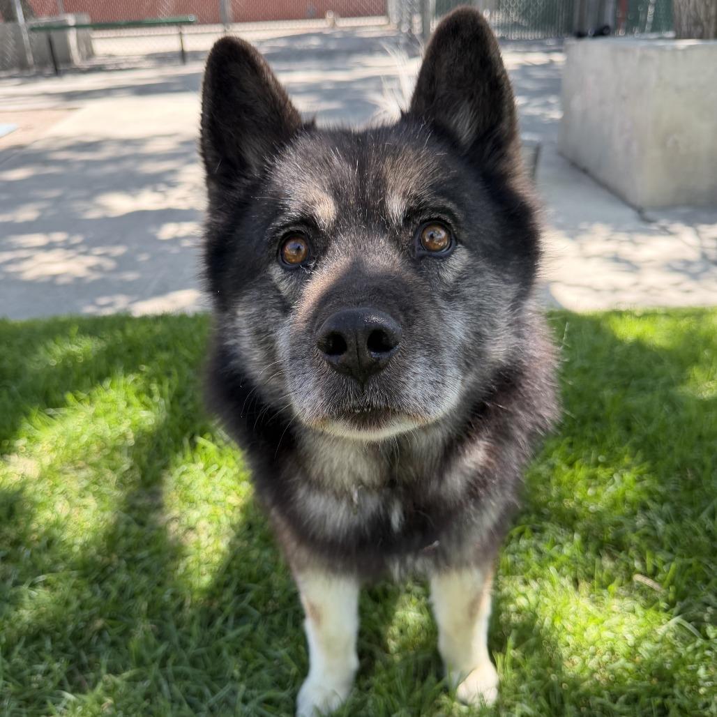 BlackJack, a Adoptable mixed breed in Murray, UT image 2/6