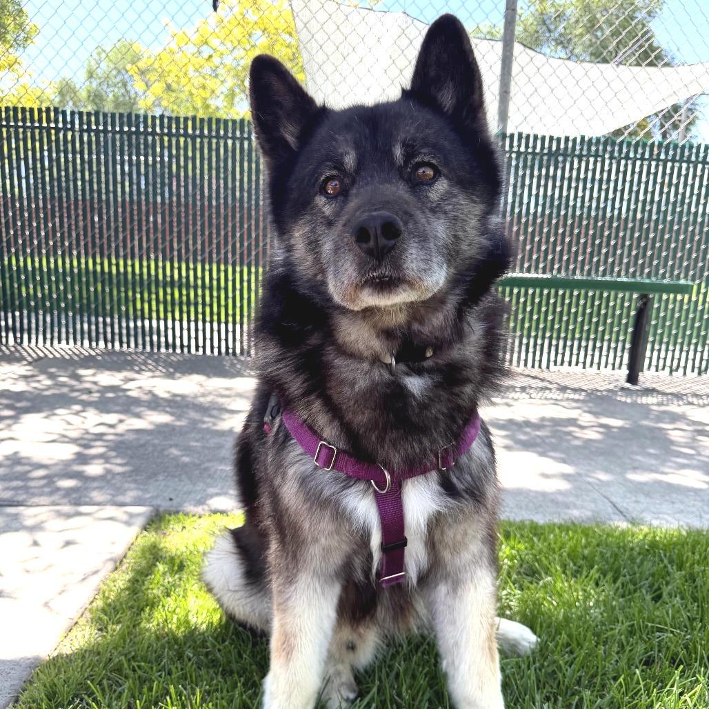 BlackJack, a Adoptable mixed breed in Murray, UT image 3/6