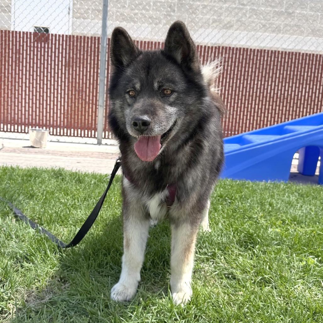 BlackJack, a Adoptable mixed breed in Murray, UT image 4/6