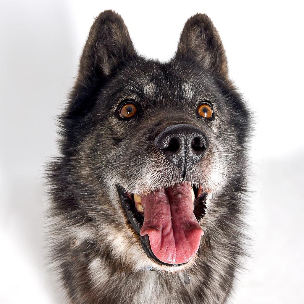 BlackJack, a Adoptable mixed breed in Murray, UT image 5/6
