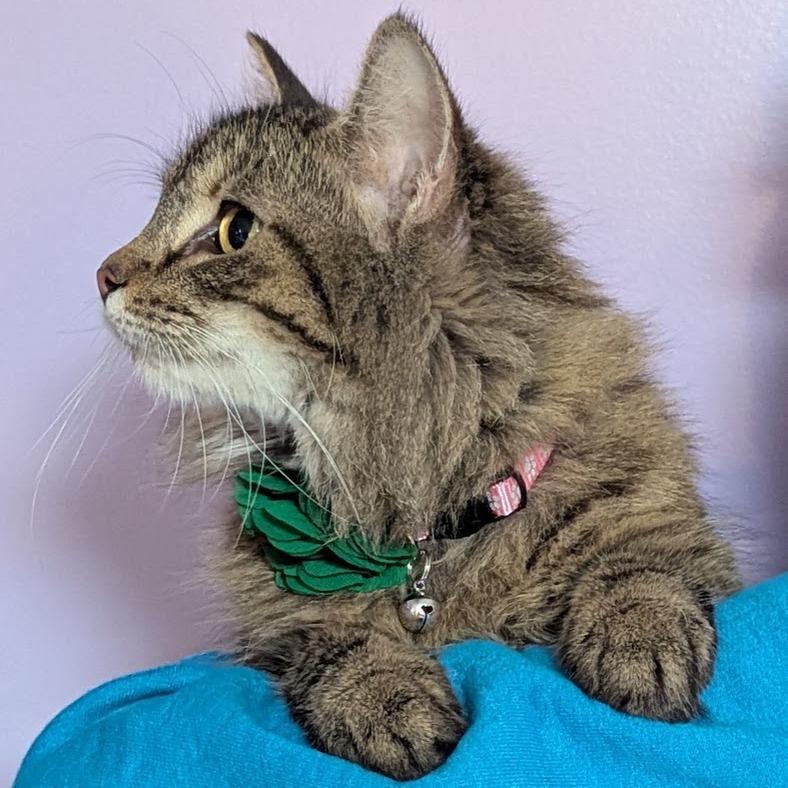 Flour, a Adoptable mixed breed in Johnstown, PA image 1/4