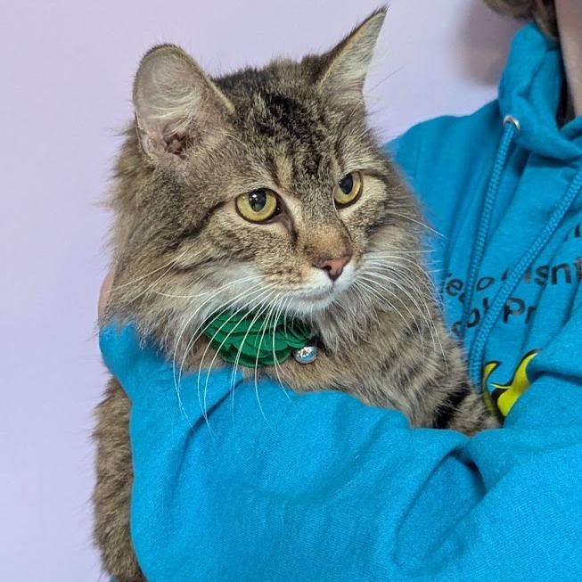 Flour, a Adoptable mixed breed in Johnstown, PA image 2/4