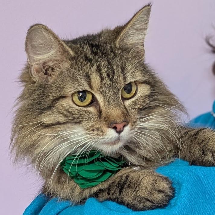 Flour, a Adoptable mixed breed in Johnstown, PA image 3/4