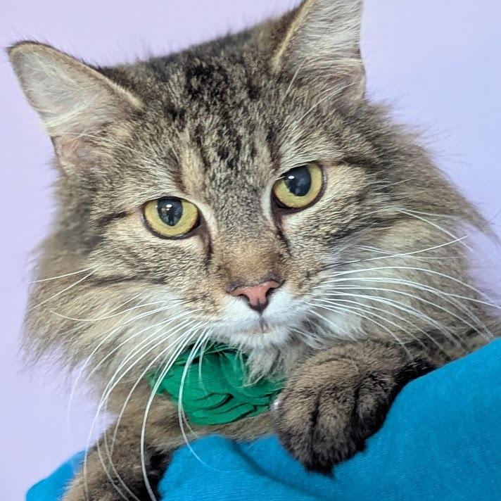 Flour, a Adoptable mixed breed in Johnstown, PA image 4/4