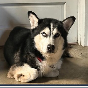 Enlarge Ziggy-- courtesy listing, a ADOPTABLE mixed breed in Concord, NC image 3/3
